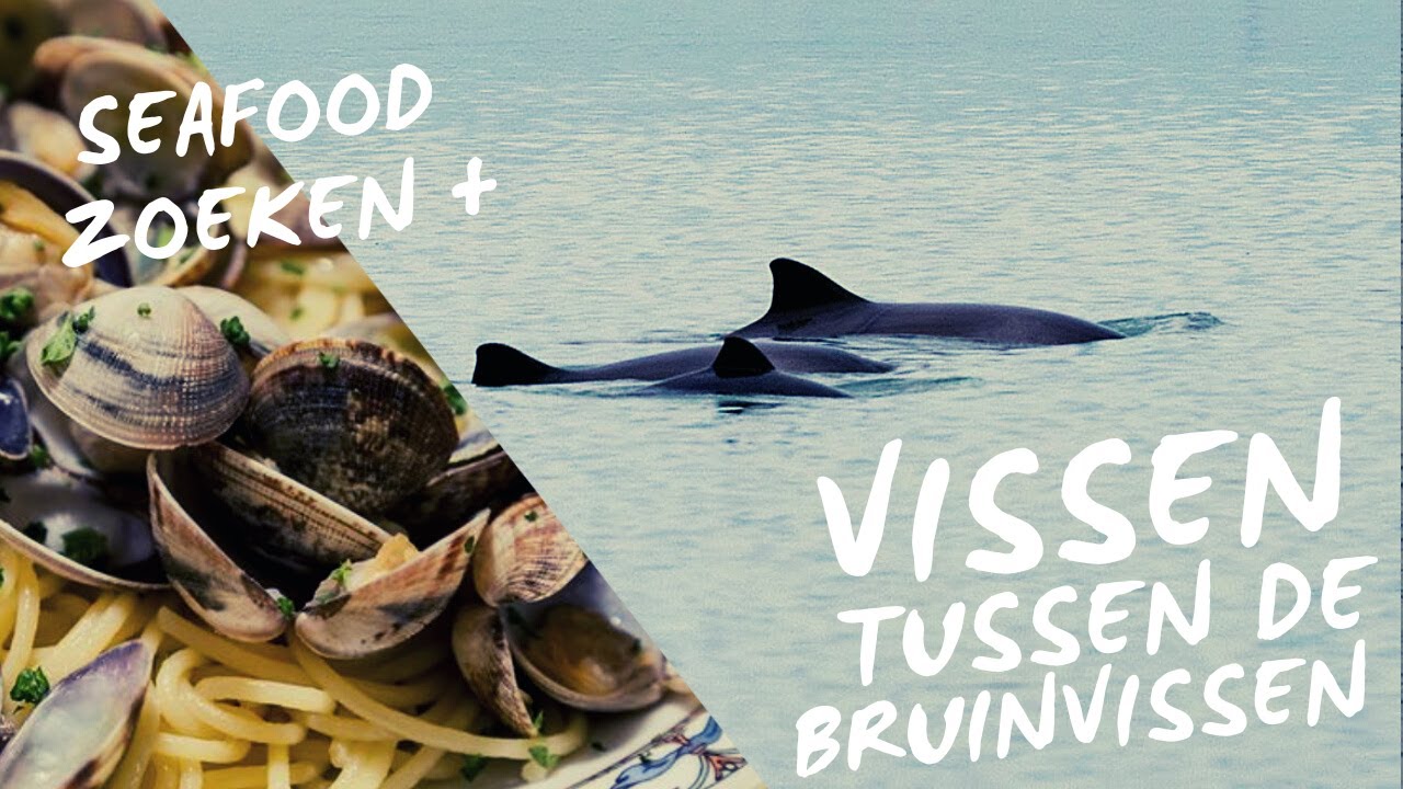 Bruinvissen in Zeeland & op zoek naar Seafood #18