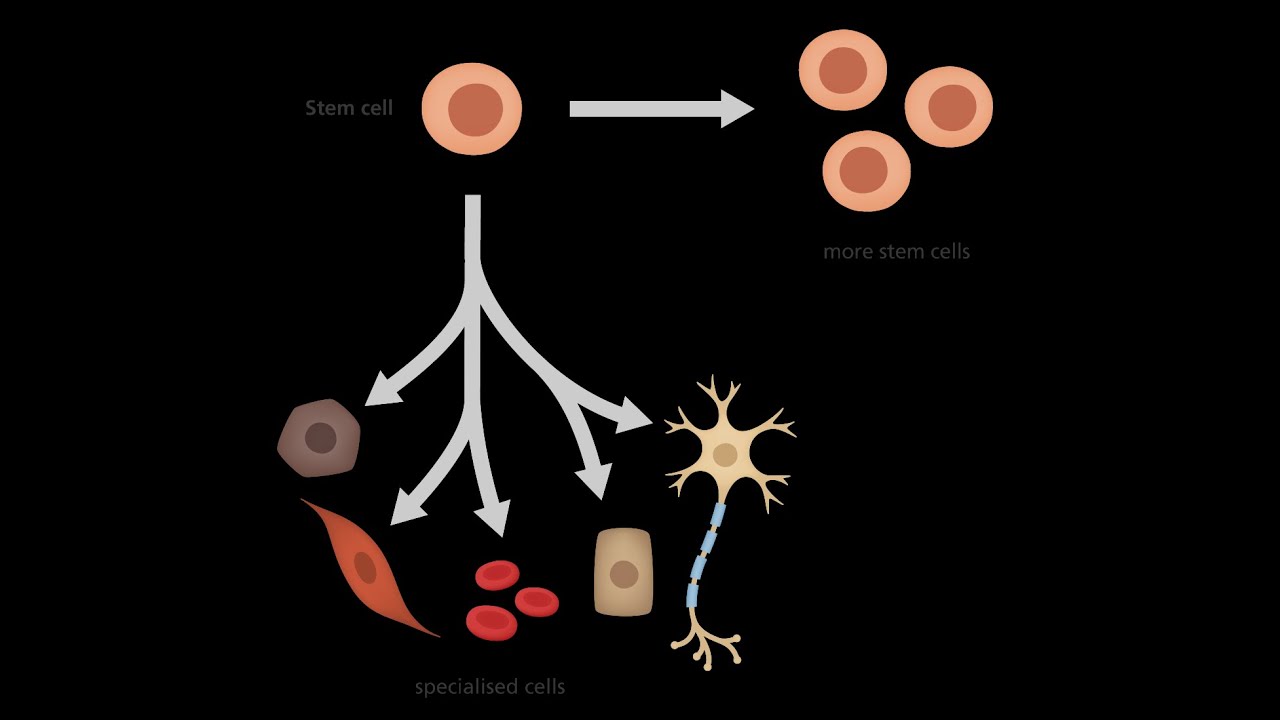 Stem Cells to treat Alzheimer's Disease & Related Disorders