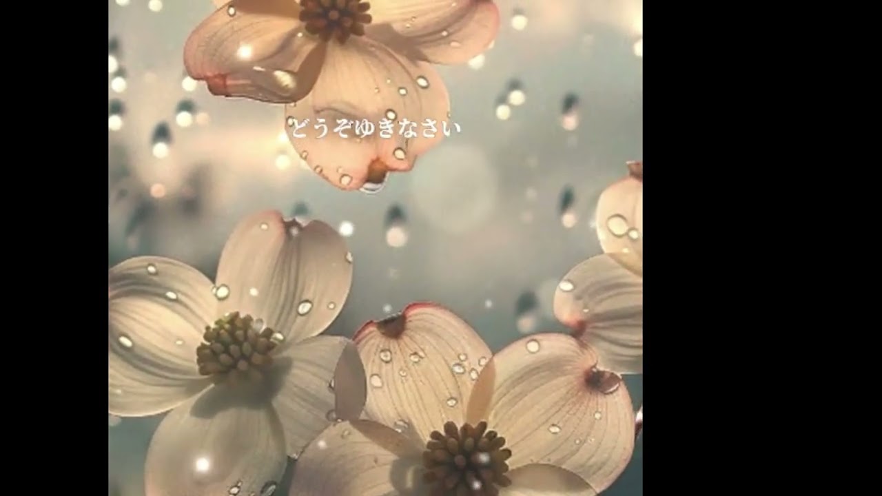 66の親父が歌う｢ハナミズキ｣　原曲　一青窈さん Tik Toker 懐歌🌼NATU-歌さんの動画をお借りしました。