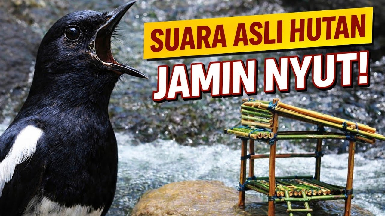 Suara Kacer  asli hutan jamin nyaut