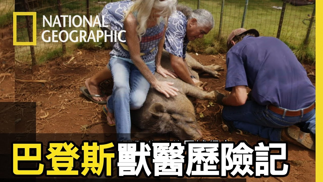 野豬的獠牙長得太長可能會插進臉上，獸醫這回要幫這頭500磅重的野豬修指甲鋸獠牙【獸醫歷險記】短片精華版