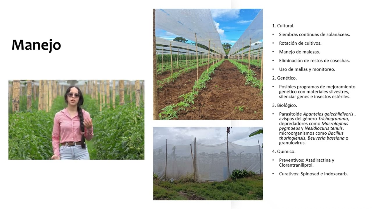 Tuta absoluta en tomate - Estudiante: Yuliza Ramirez