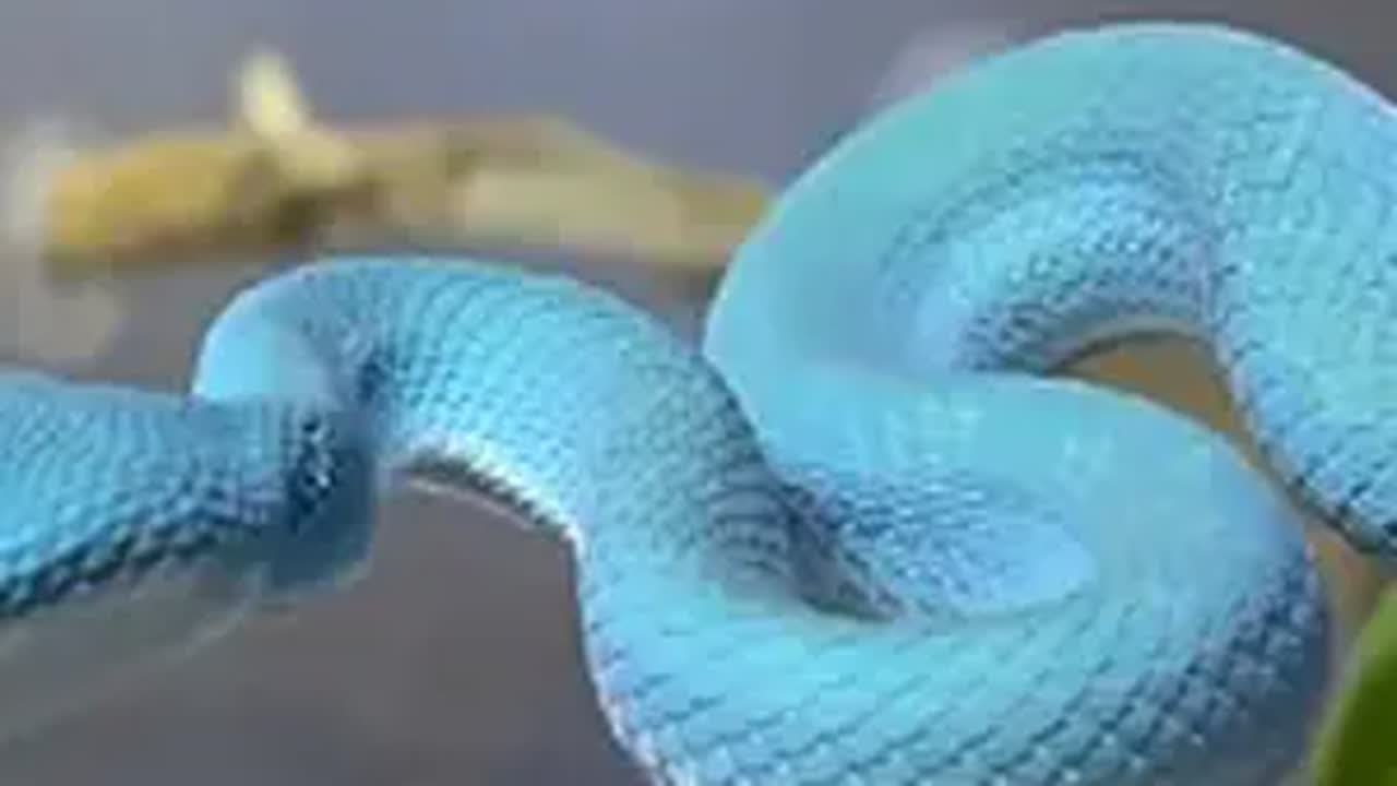 海岛竹叶青简介2/3 蓝到梦幻的网红竹叶青不怕被天敌发现吗？其实被发现的已经被吃绝了