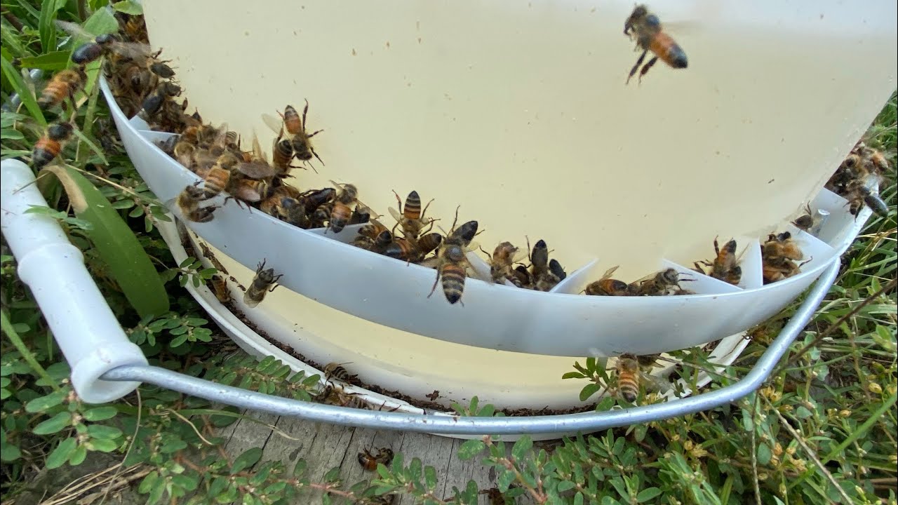 Quick, Simple And Cheap Bee Feeder!!! 5 Gallon Feeder