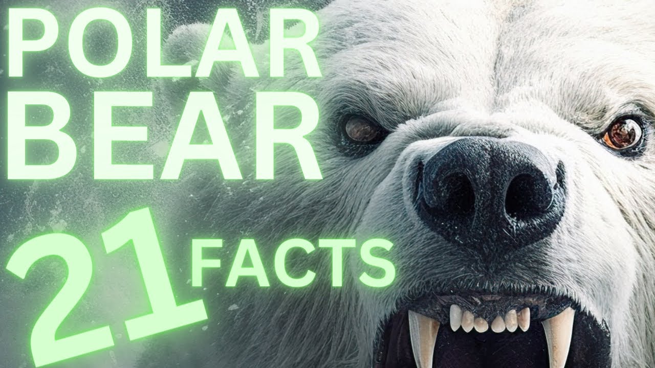 The World’s Largest Bear: 21 Awesome Facts About The Polar Bear
