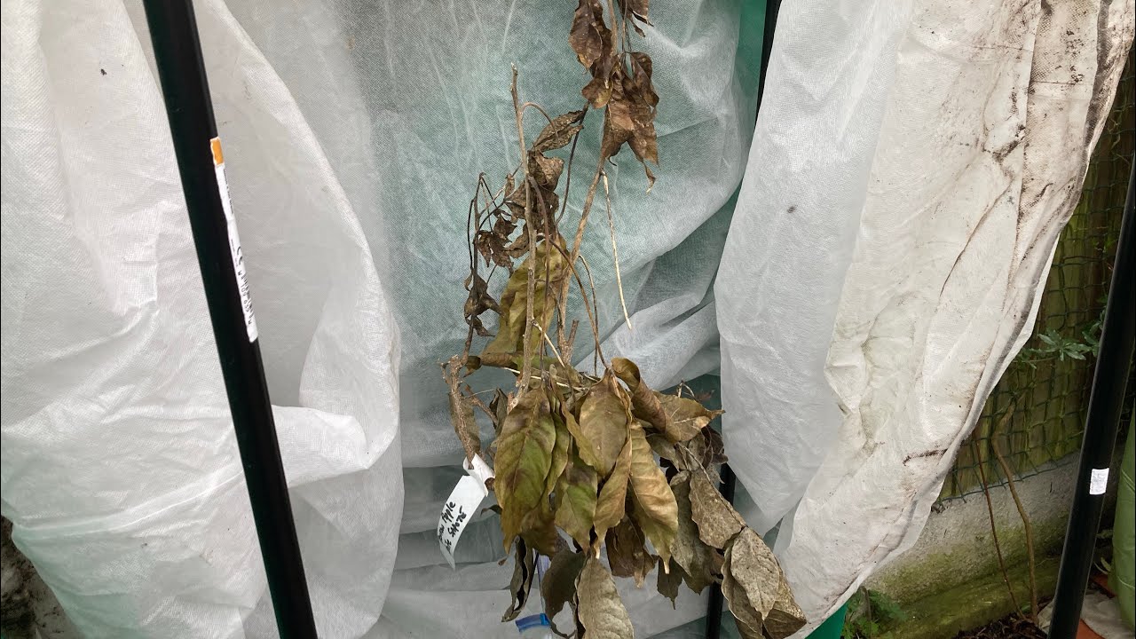 White sapote planted outside under frost fleeces update. Very dead and mouldy looking 😬. Epic Fail 🥶