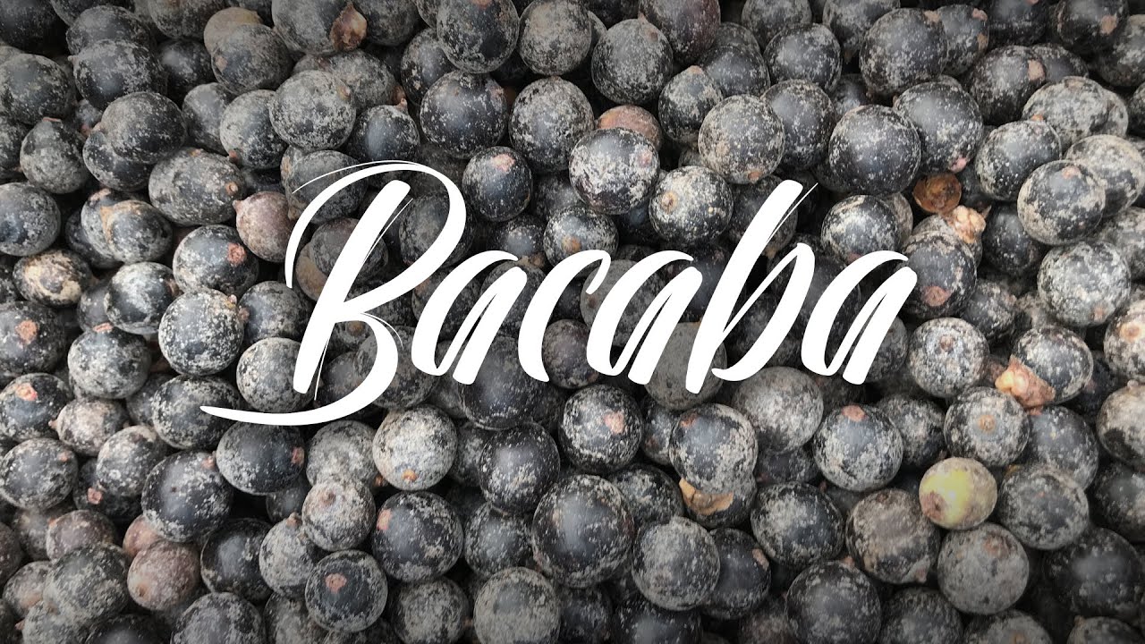 Bacaba, o fruto da palmeira mais elegante da região amazônica
