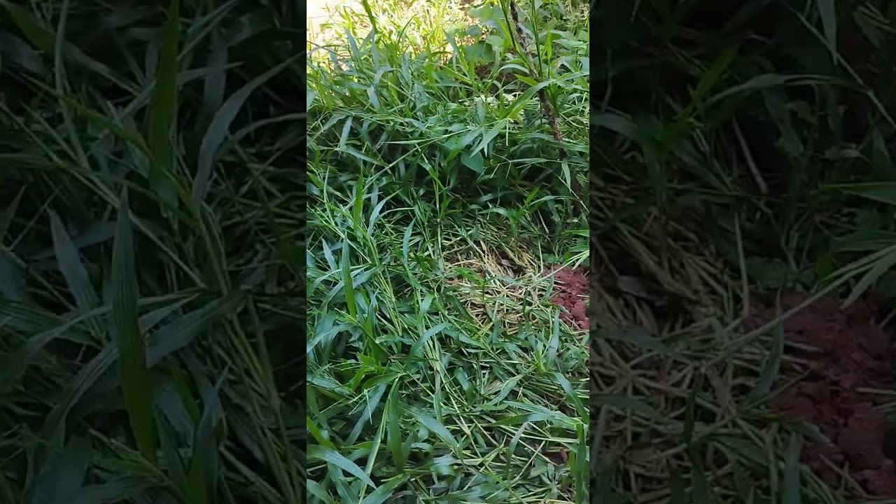 Esse é o famoso capim marmelo conhecido como marmelada