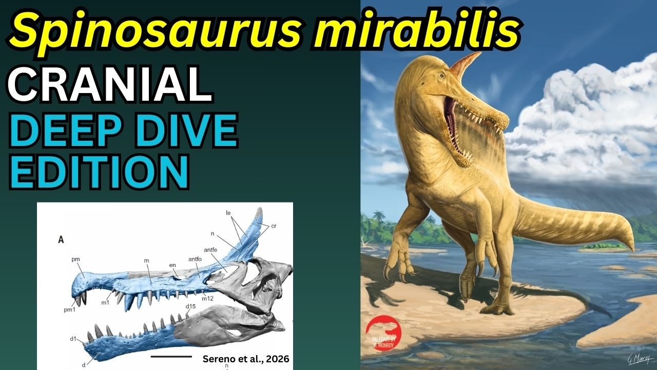 Spinosaurus mirabilis Skull Deep Dive: Cranial Bones, CT, and MorphoSource
