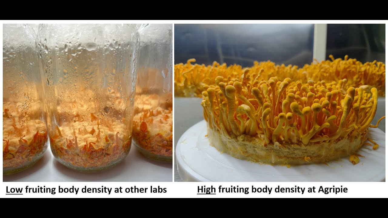 Commercial Cordyceps Cultivation Training in India