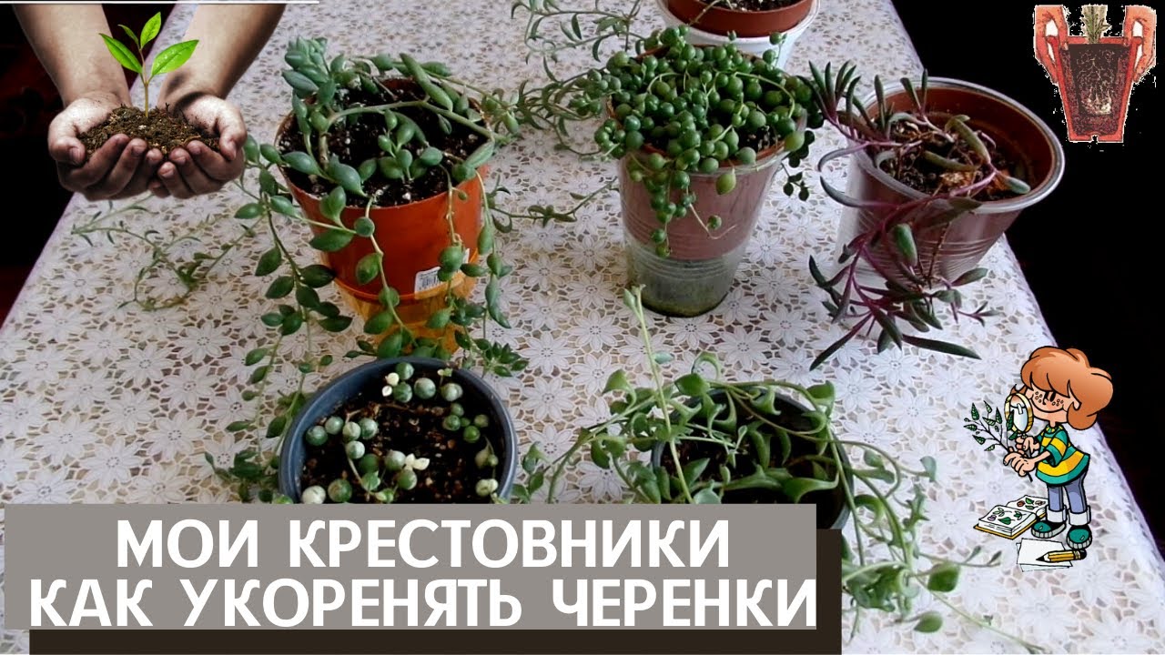 Комнатные растения суккуленты-крестовники . Укоренение черенков в воде на примере  сенецио Дельфин