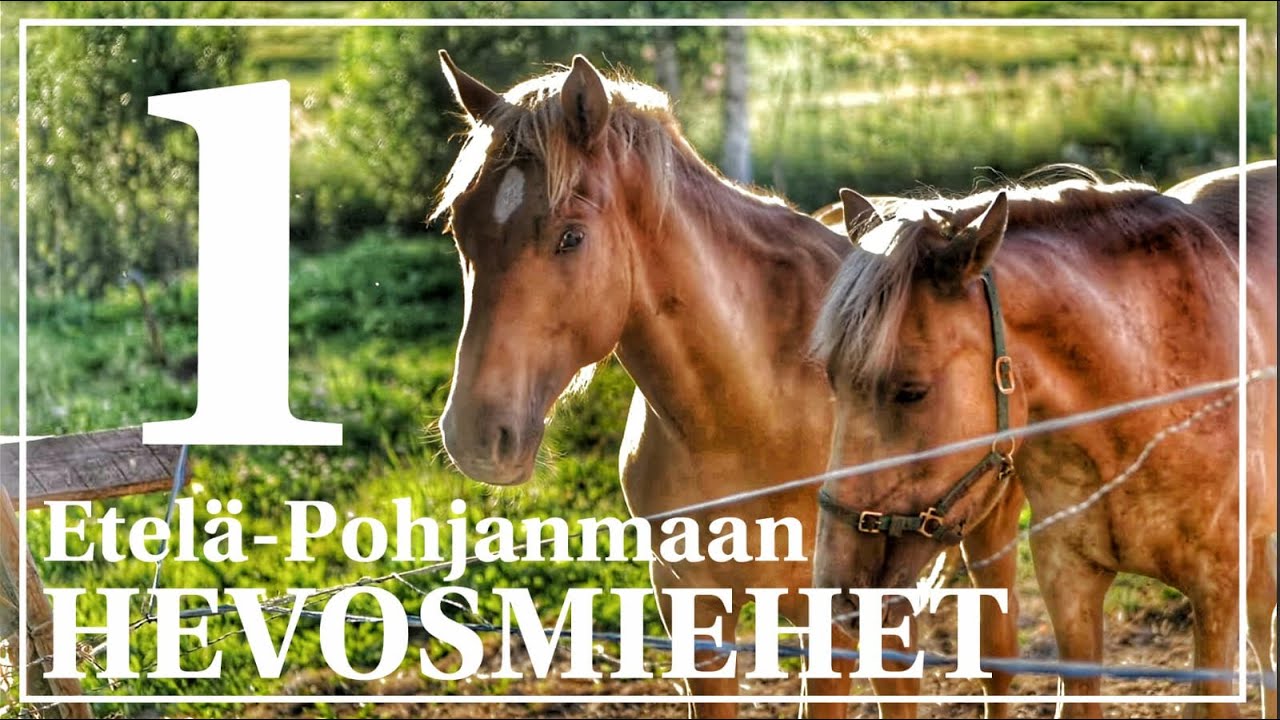 Etelä-Pohjanmaan hevosmiehet | jakso 1