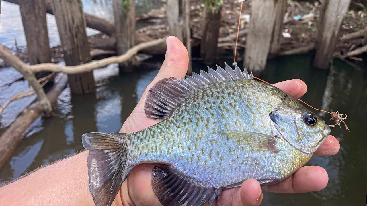 FALL BITE: CRUSHING BLUEGILL AND SHELLCRACKER