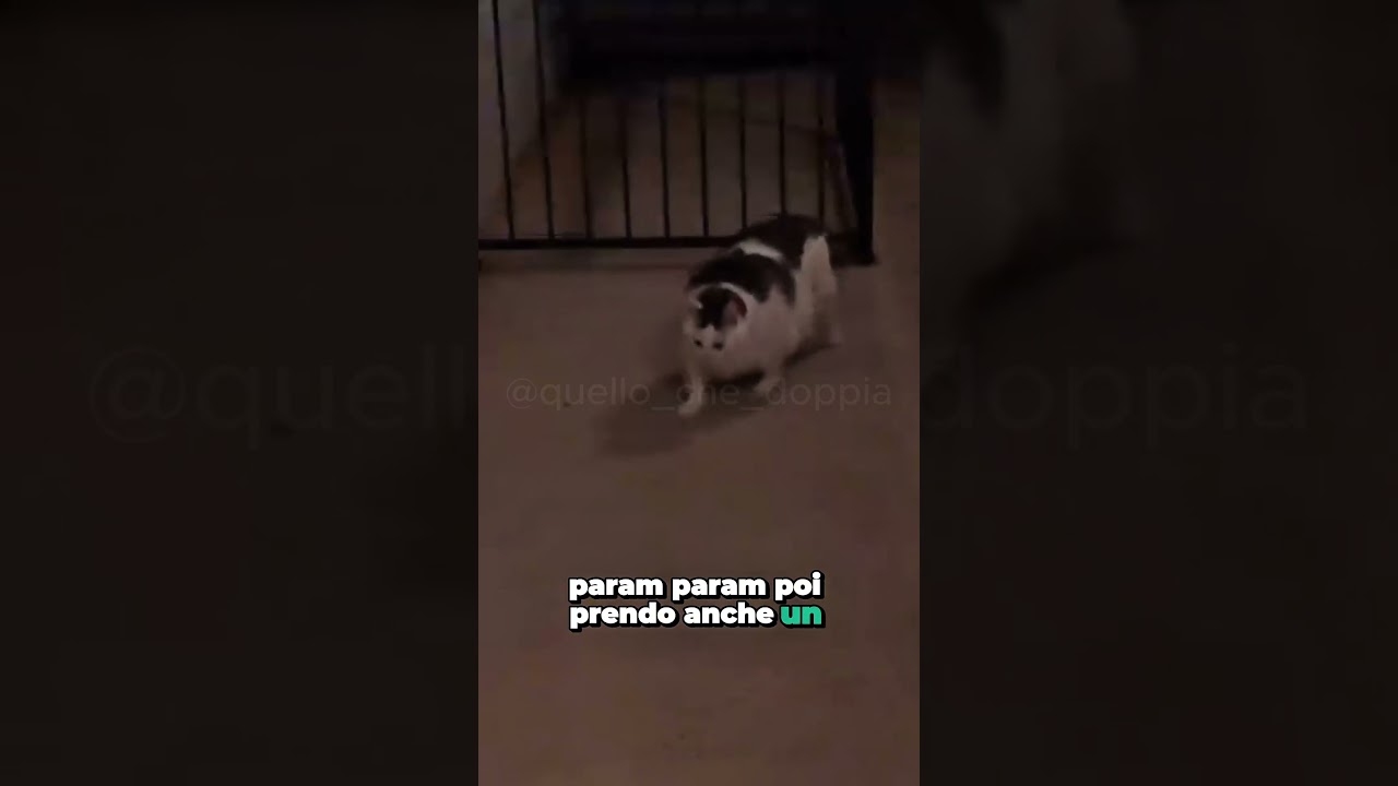 Param param 🎶🎵 #doppiaggio #cats