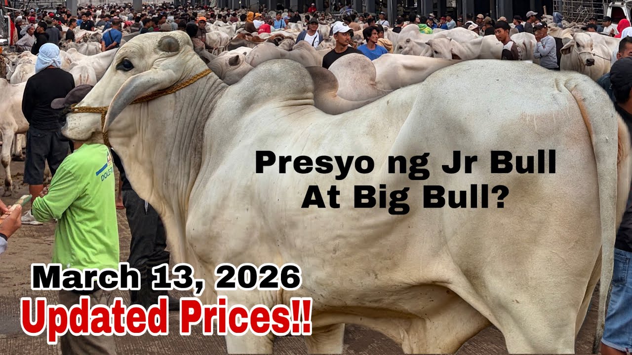 March 13, 2026 Presyo ng Jr Bull at Big Bull? dagsa ang Malalaking Baka!!!