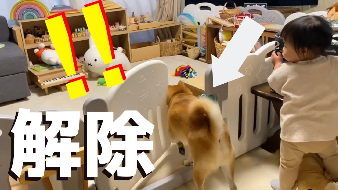 【衝撃】ドアのロックを自力で解除する柴犬をカメラがとらえました