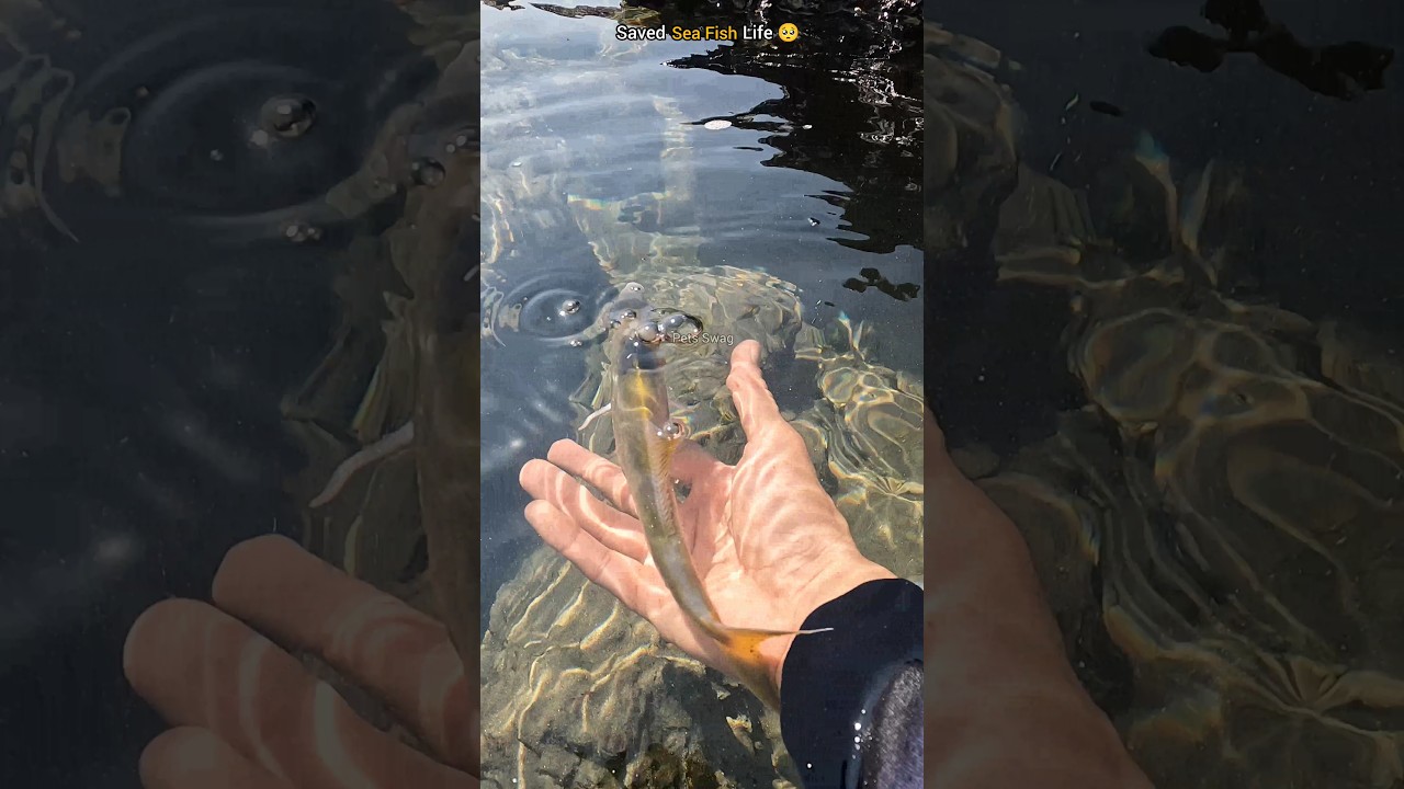 Small actions, big impact: Rescuing fish stranded on the shore 🐠