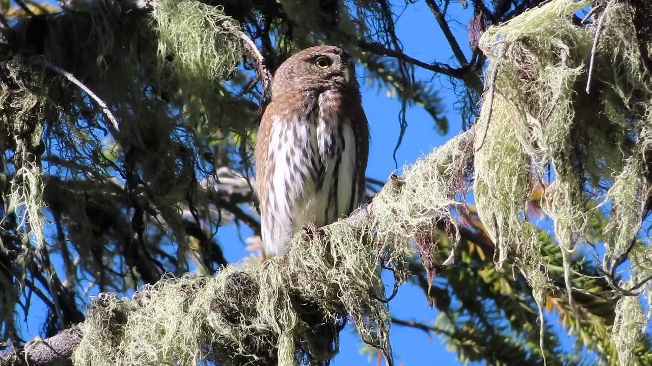 Mt Dickerman Nov 2020