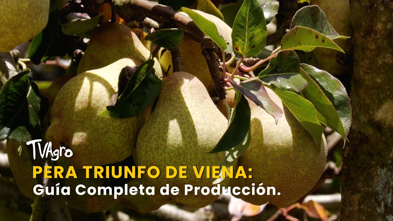 Pera Triunfo de Viena: Guía Completa de Producción - TvAgro por Juan Gonzalo Angel