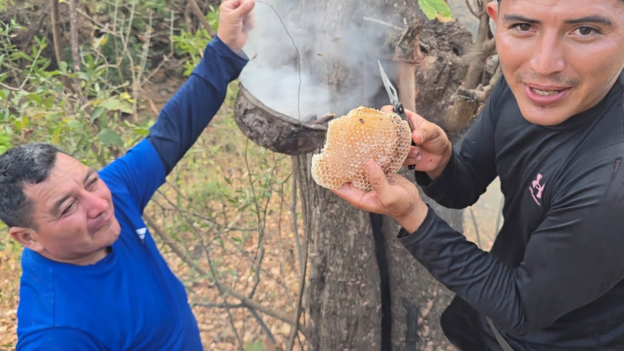 los benimos asacar una colmena 🐝🍯