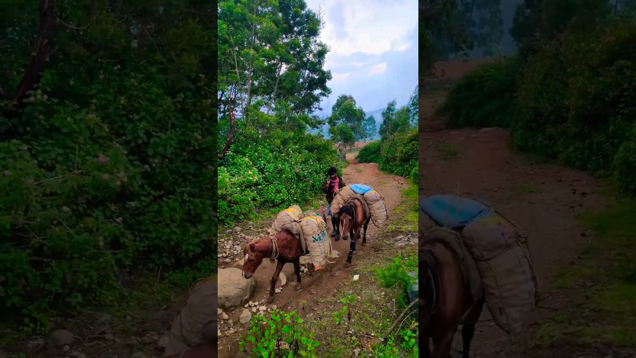 Farm route kodaikanal - munnar 🔥🔥 #short #shorts #trending #shortsvideo #shortvideo #viral #kerala