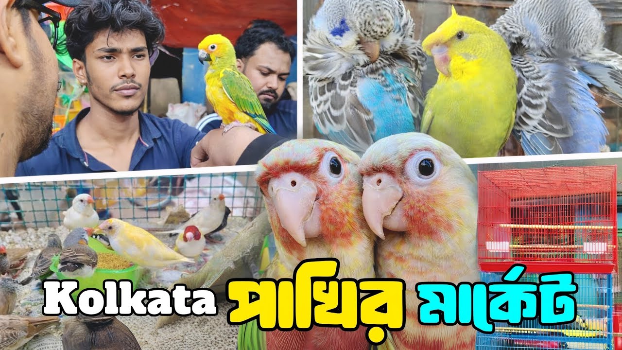 আজকে পাখি দেখেই লোভ লাগবে 😲 | Kolkata Bird Market | Gallif Street Bird Market 