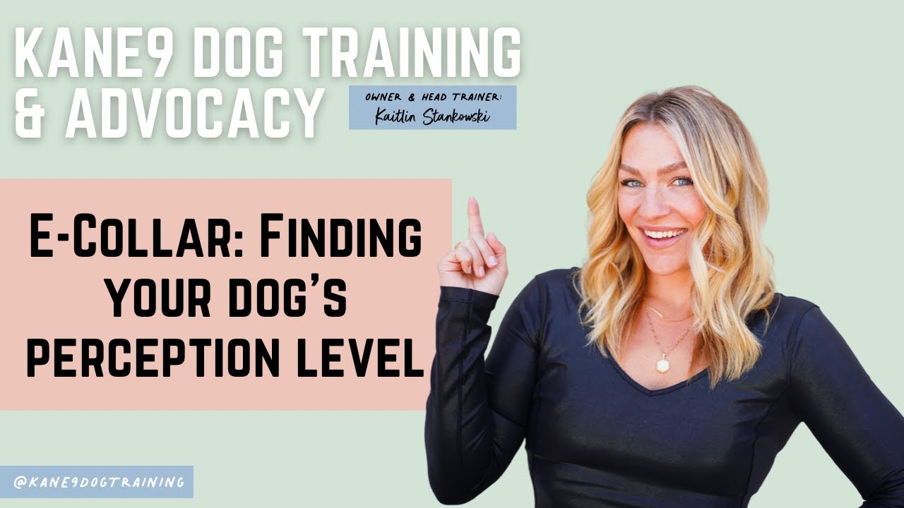 E Collar: Finding Your Dog's Perception Level | KANE9 |