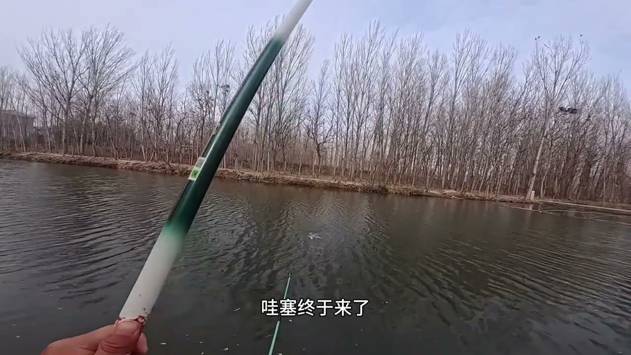 逗钓鲫鱼 #钓鱼王地狱猫 #钓鱼王白刺三代 #野钓鲫鱼 #野钓