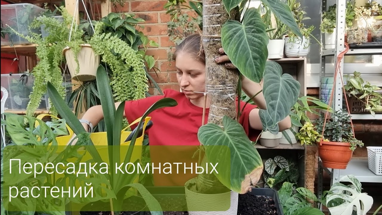 Пересадка комнатных растений Филодендроны, Монстера и многие другие