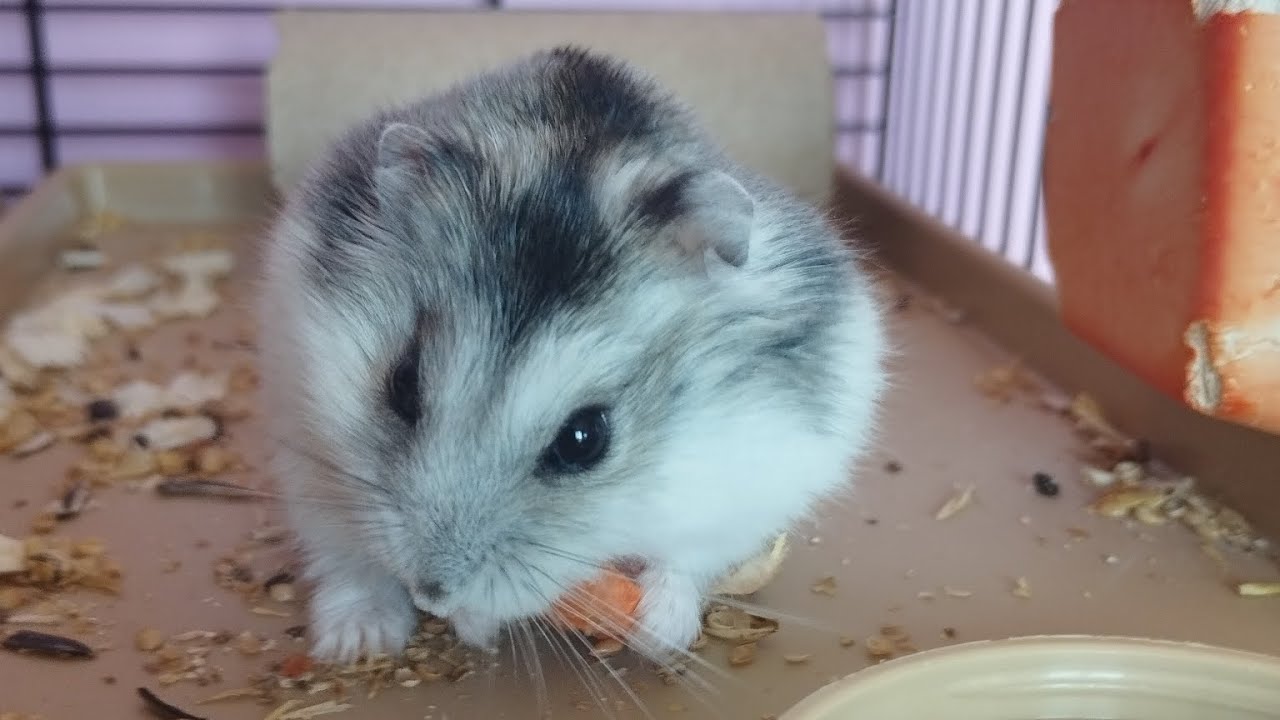 Vlog z sprzątania chomikowi🐹
