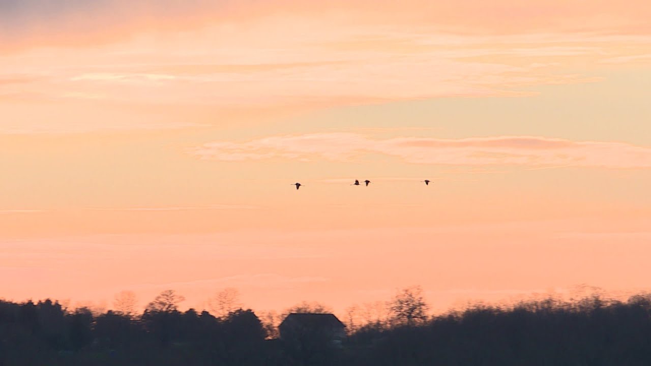 Dans le Val d’Allier, admirez les grues cendrées au coucher du soleil