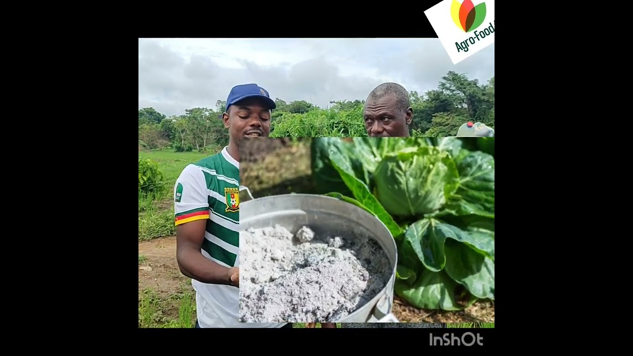 LA CENDRE EST UNE BÉNÉDICTION POUR NOTRE AGRICULTURE PAR FOUPOUAPOUOGNIGNI DE LA TEAM AGRO-FOOD FM.