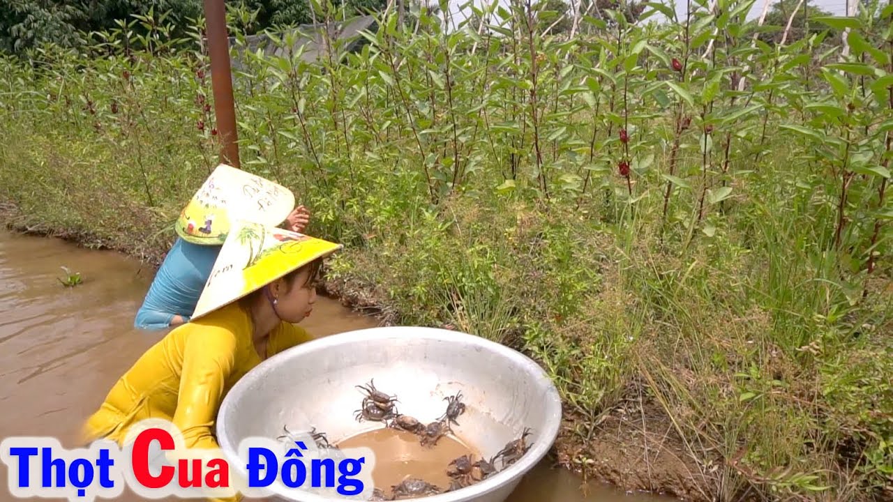 Thọt Hang Cua Đồng Dưới Ao, Hái Thêm Rau Vườn có Ngay Bữa Cơm Đạm Bạc Mà Ngon #71