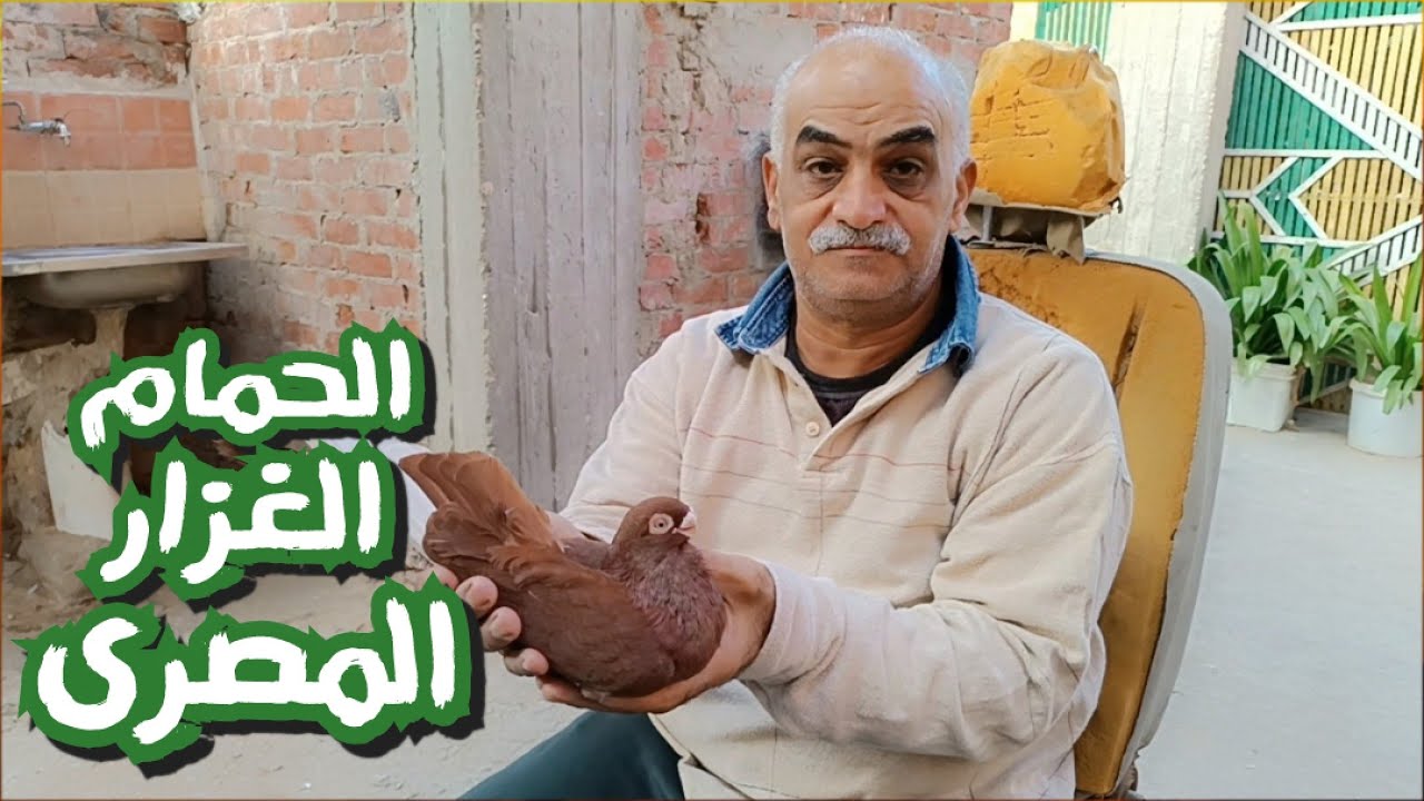 الحمام الغزار المصرى مع الحاج@عادل ابو صغير#تربووالغيةالمصرية