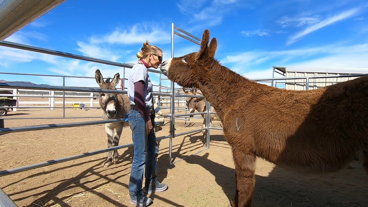 No Force No Fear Wild Burro and Donkey Training