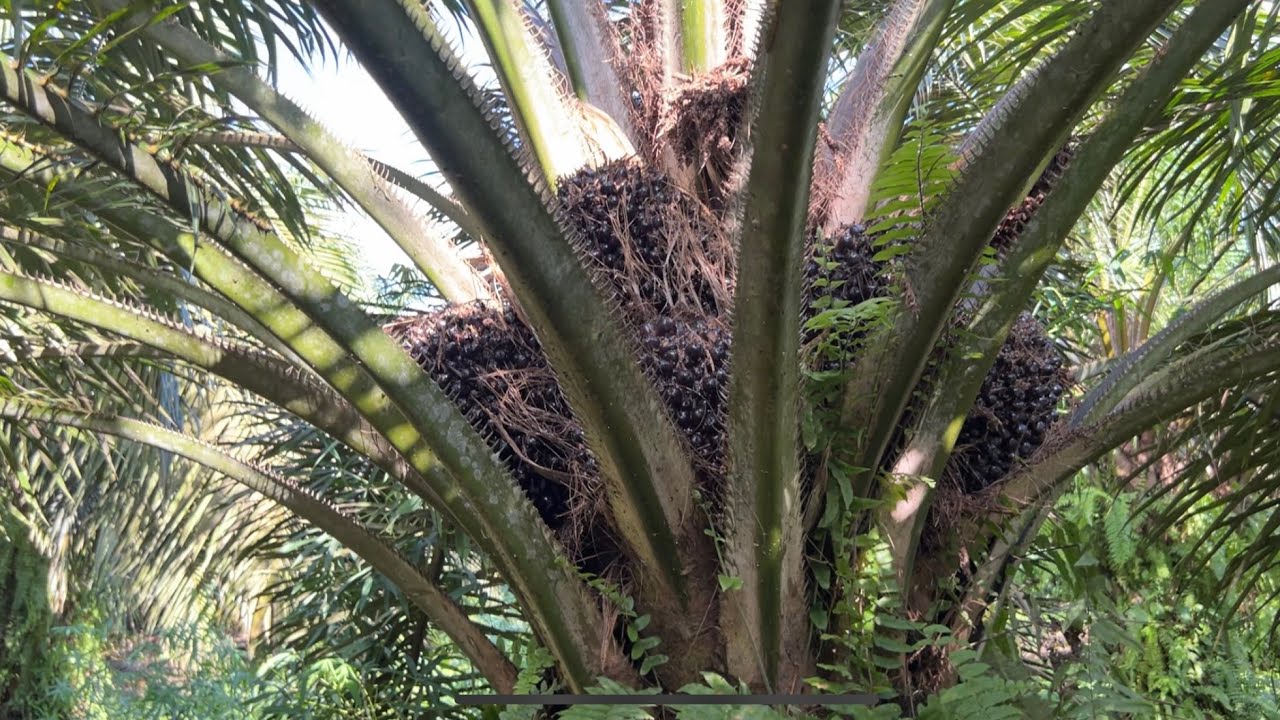Tips pemupukan kelapa sawit yang terkadang di anggap sepele