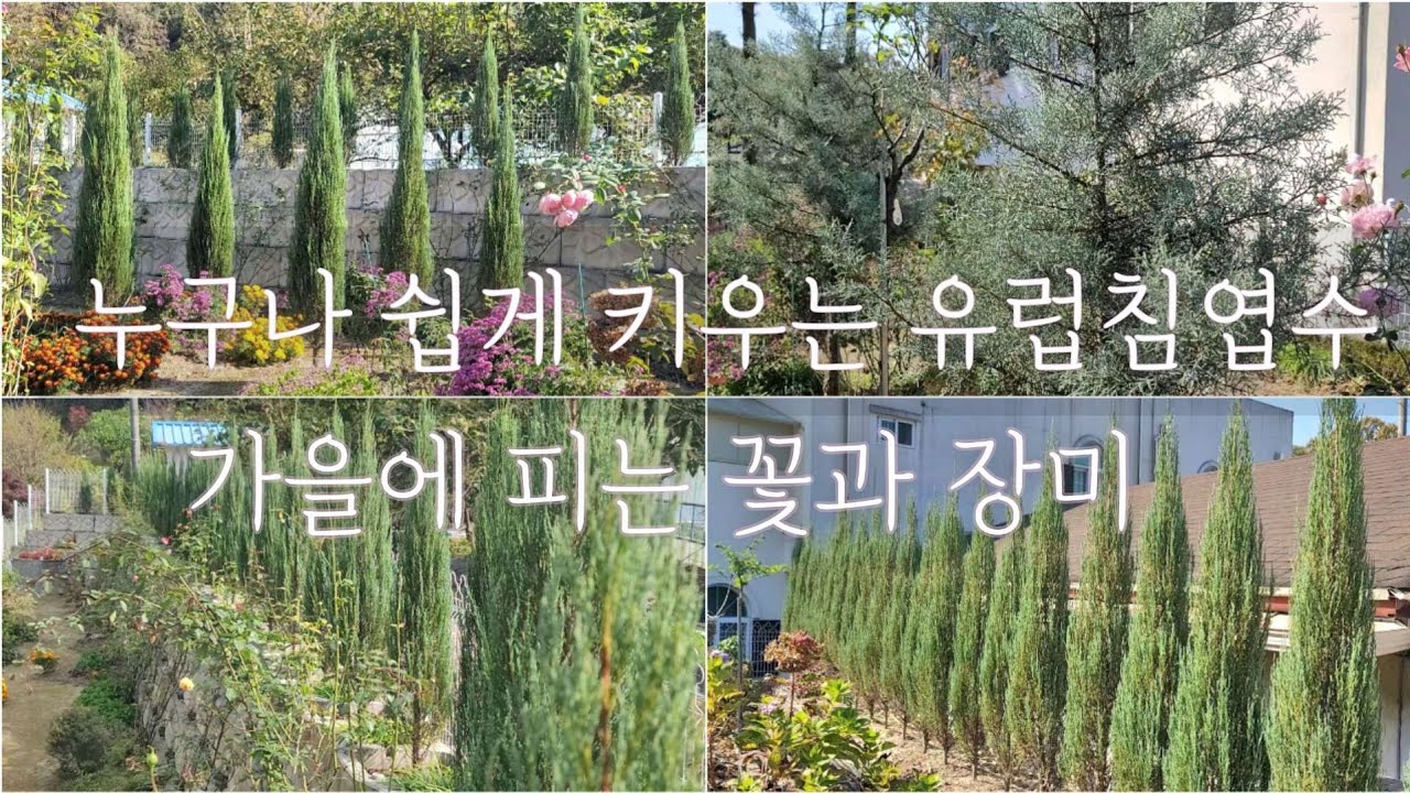 누구나 키우기 쉬운 유럽 침엽수 ㅣ 장미정원의 가을꽃 ㅣ