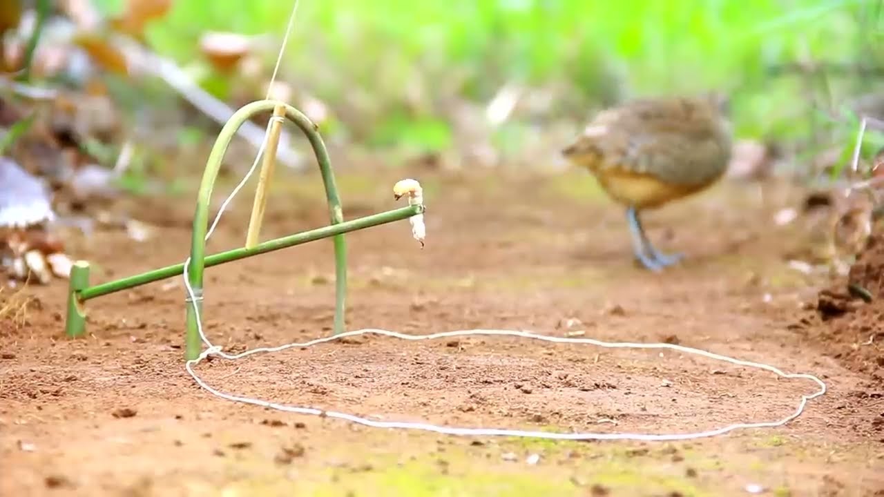 use amazing technical skills to be looking for food in the jungle for survival episode 12 got a bird