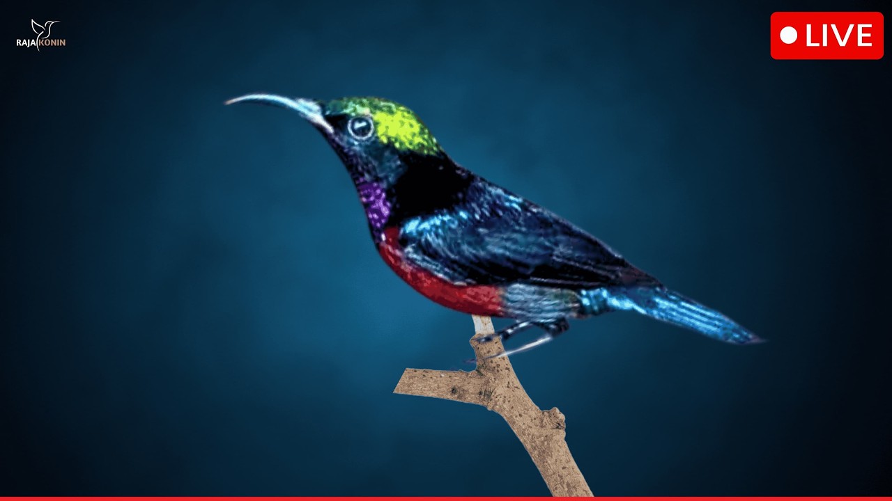 🛑Hummingbird Sounds 24 Hour (Bird-Attracting, Ambient, White-noise, Study, Focus, ASMR, Meditation)