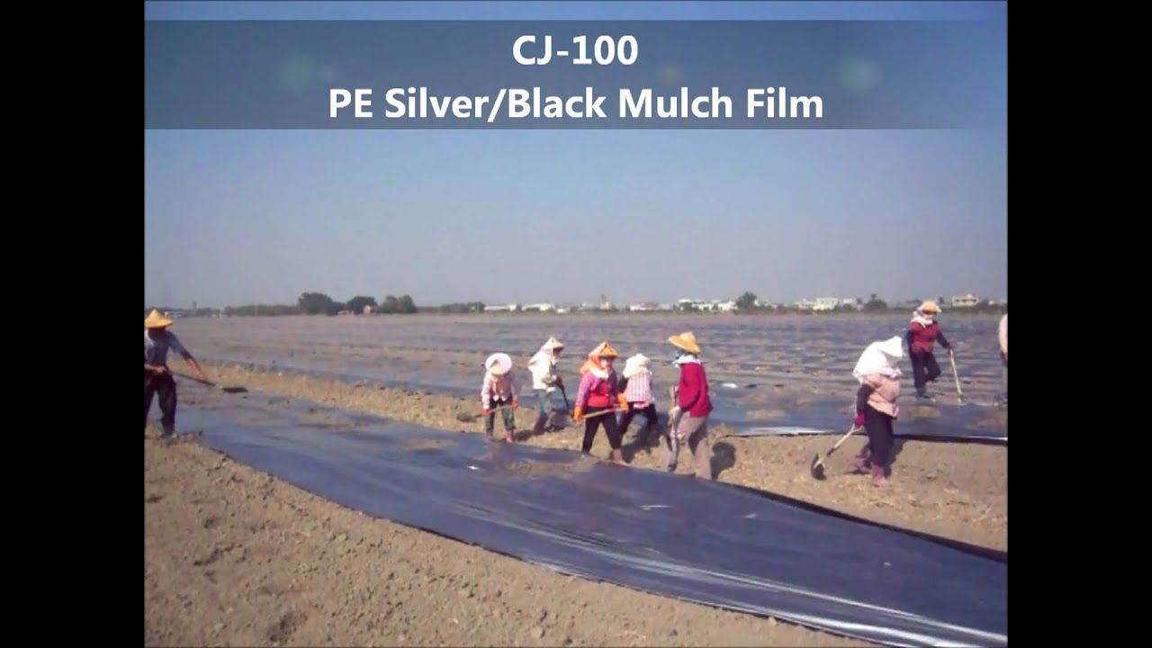 Dear Deer Silver / Black Mulch Film ( マルチ ) Using Video 福鹿 農用地膜 ( 銀黑布 / 鳳梨布 )