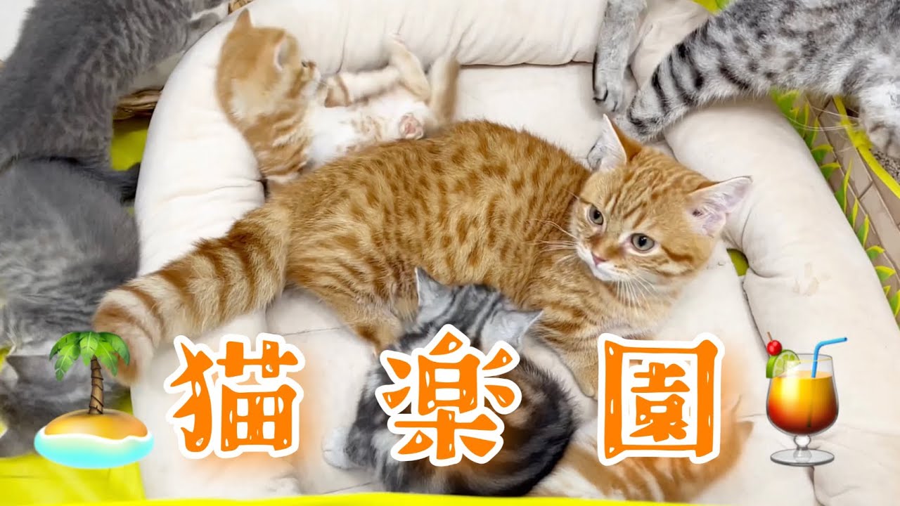 子猫のぽちゃくんが毛繕いしてると...