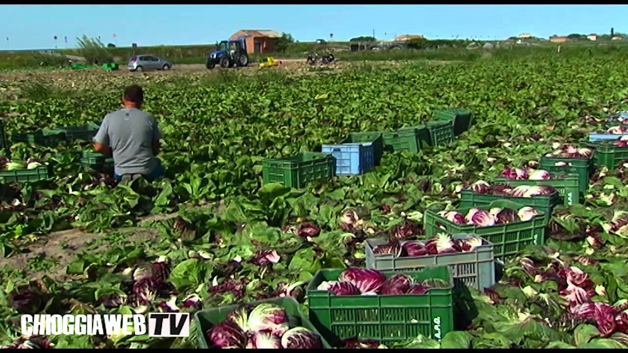 Chioggia Ortomercato del Veneto film