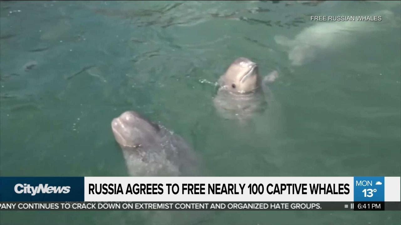 Russia to free nearly 100 captive whales