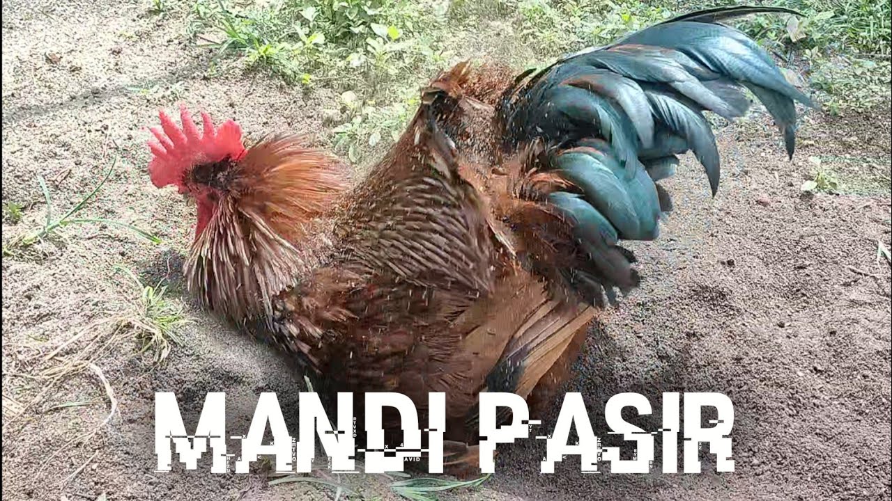 Rhode Island Red || Bagi makan Ayam || Mandi Pasir