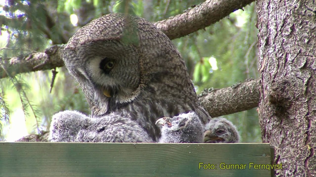 GREAT GREY OWL Lappuggla (Strix nebulosa)  Klipp -                  21