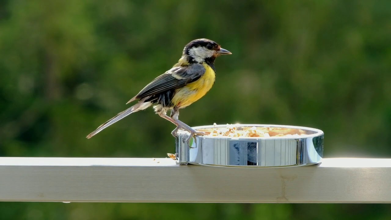 A prenda a cuidar de aves soltas#pasaros#floresta#natureza