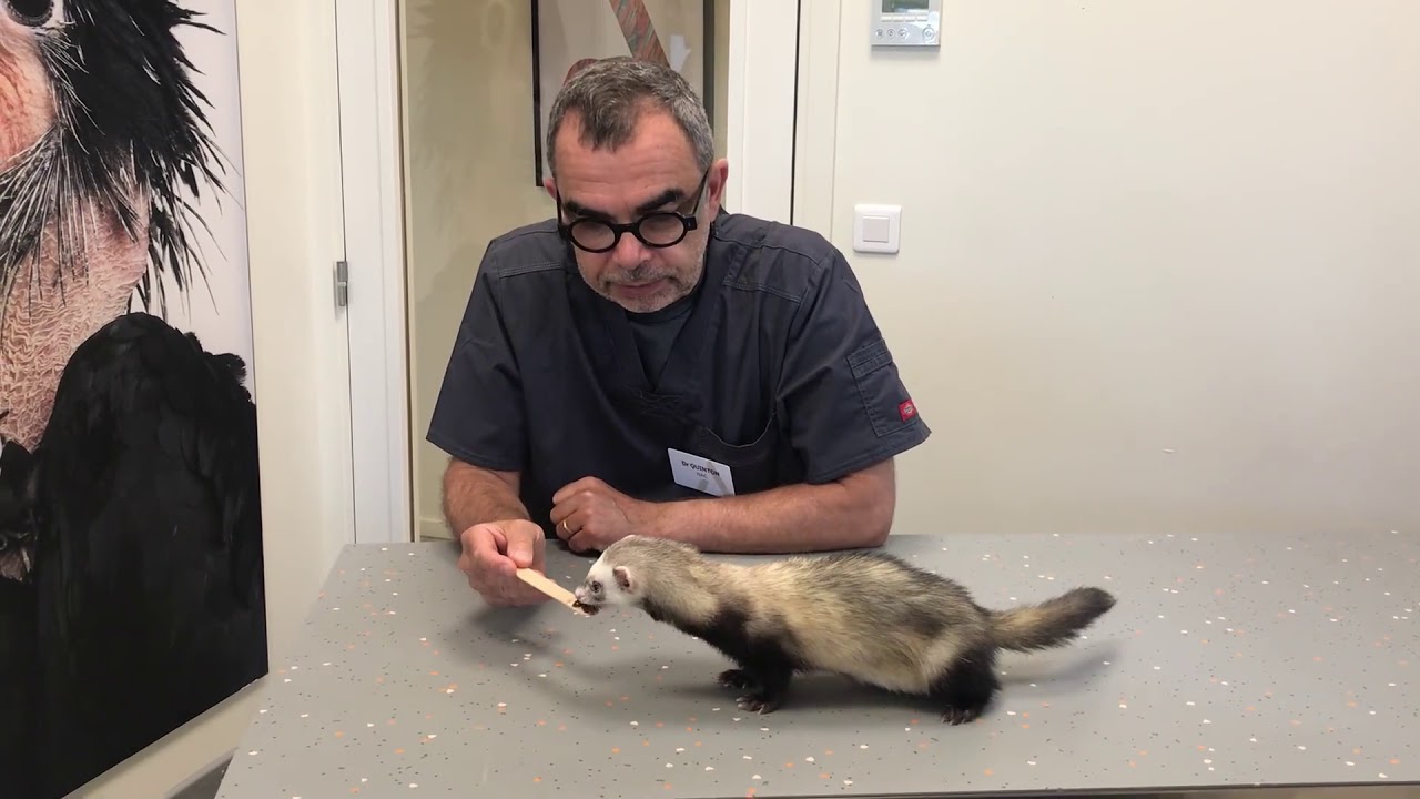 Perte de poils du furet, la mélatonine peut être une solution