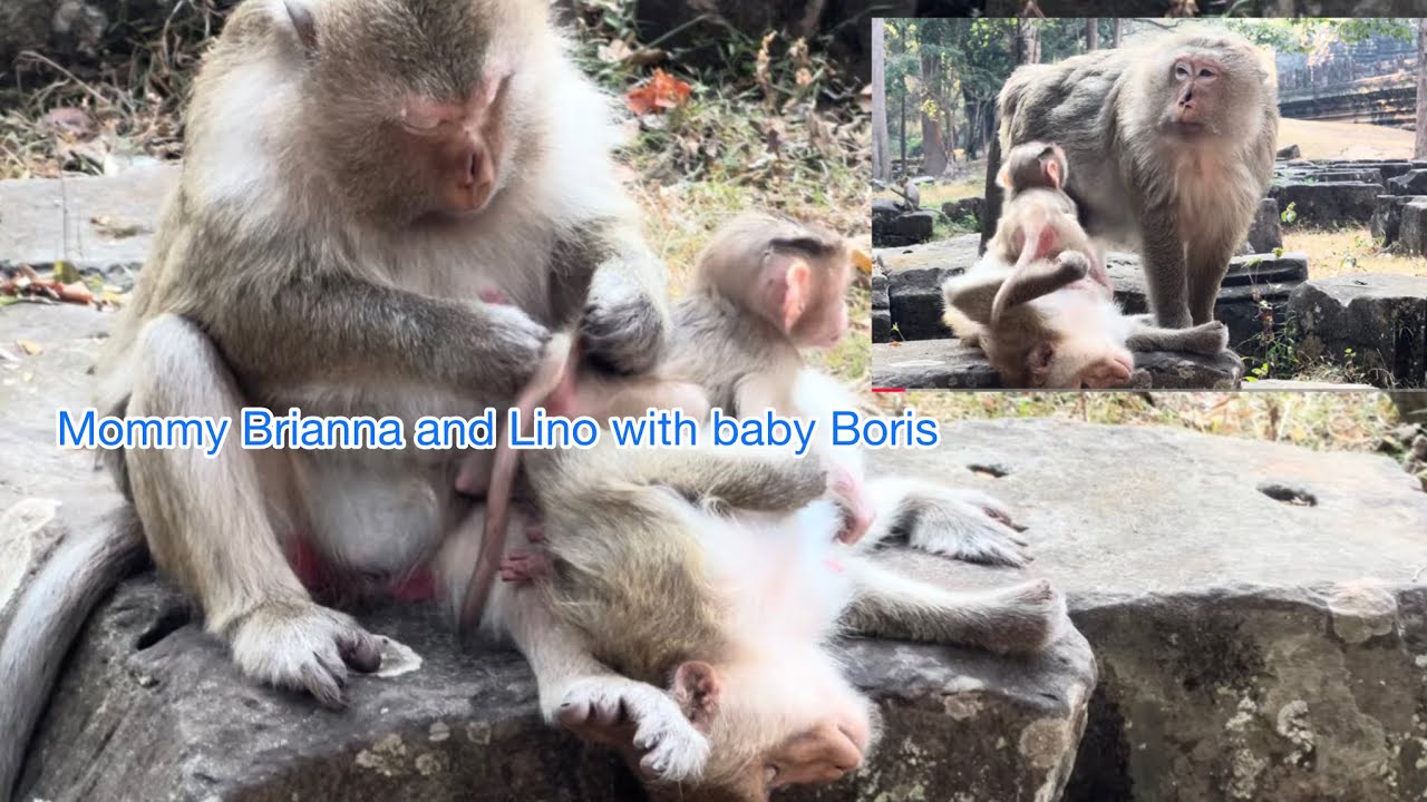 I love nature and love baby monkey 