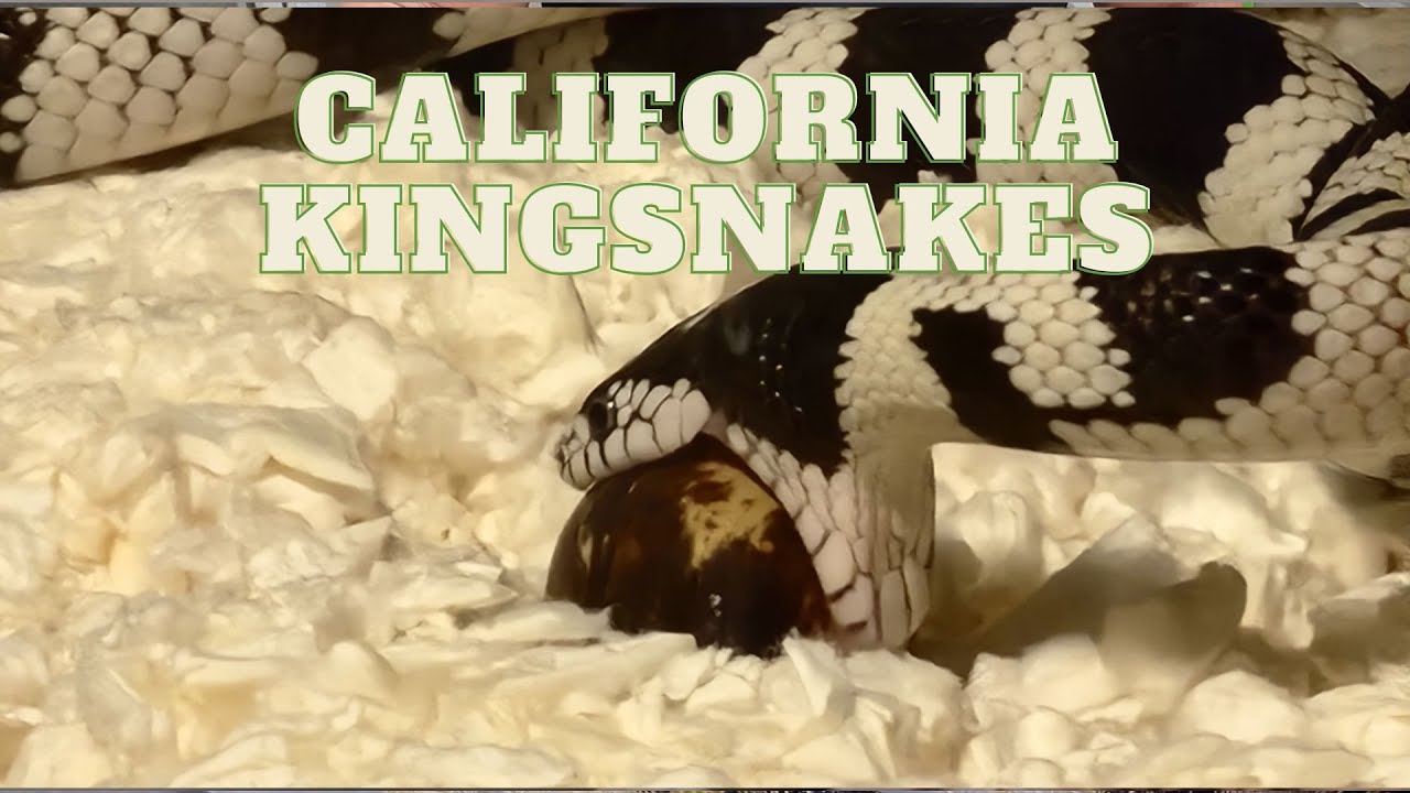 THE CALIFORNIA KINGSNAKE--one of the hobby's OGs! #snake #reptile #oscars