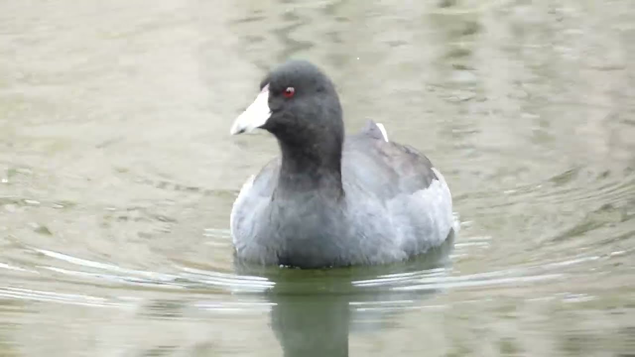 Head-bobbing American Coot Swimming